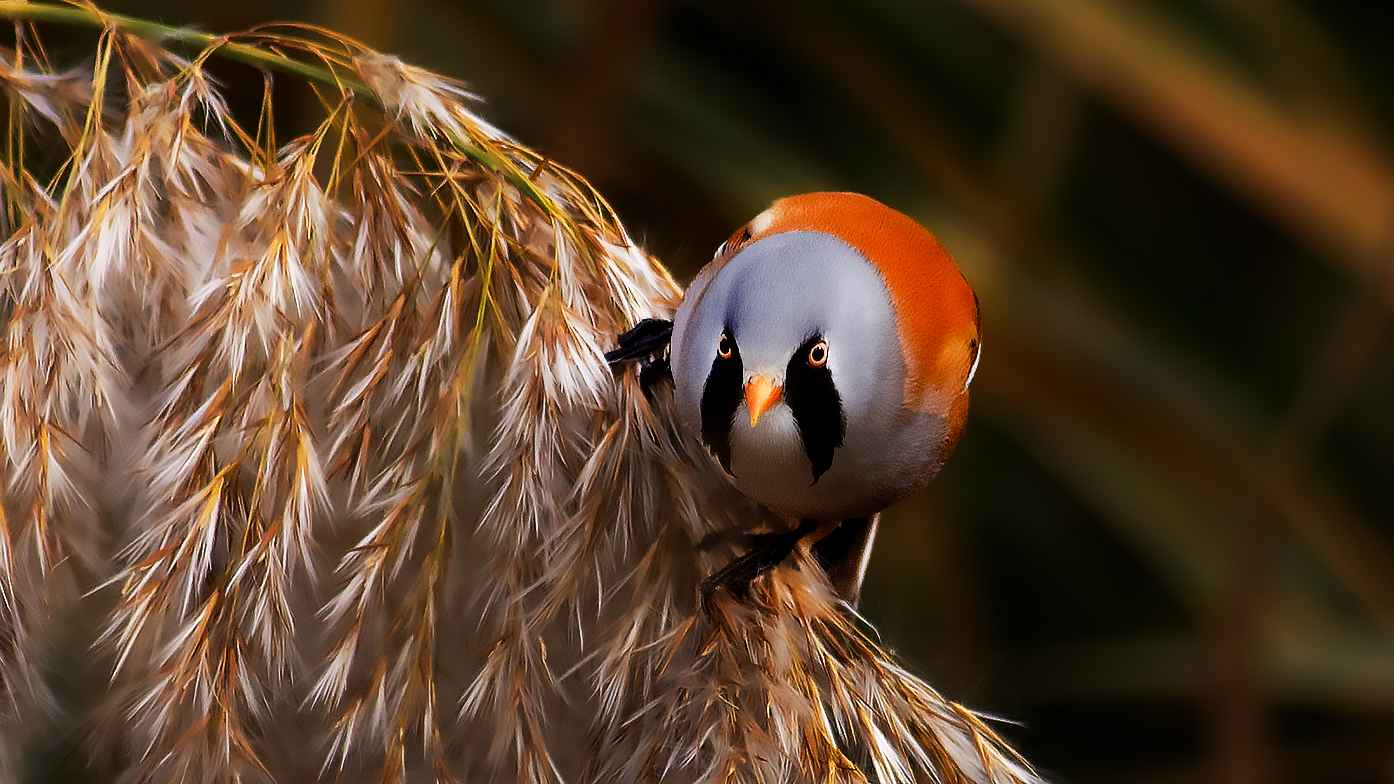 Bearded Reedling